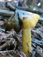 Image of Hygrocybe singeri (A. H. Sm. & Hesler) Singer 1958