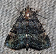 Image of Common Fungus Moth