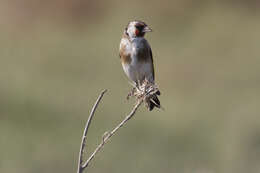 Image of European Goldfinch