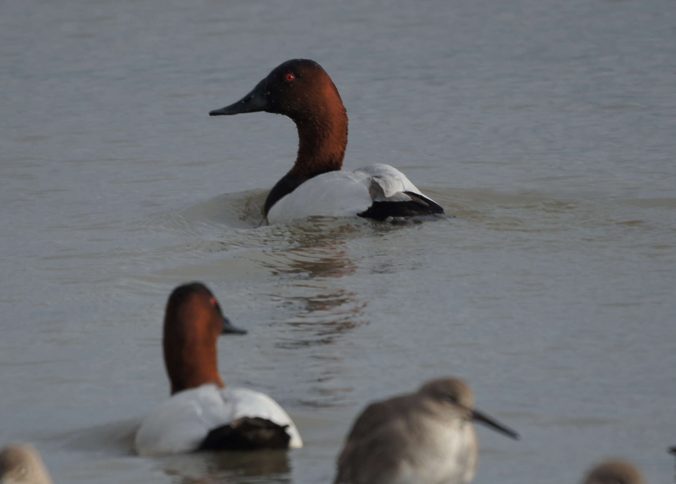 Image of Canvasback