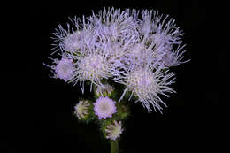 Imagem de Ageratum houstonianum Mill.