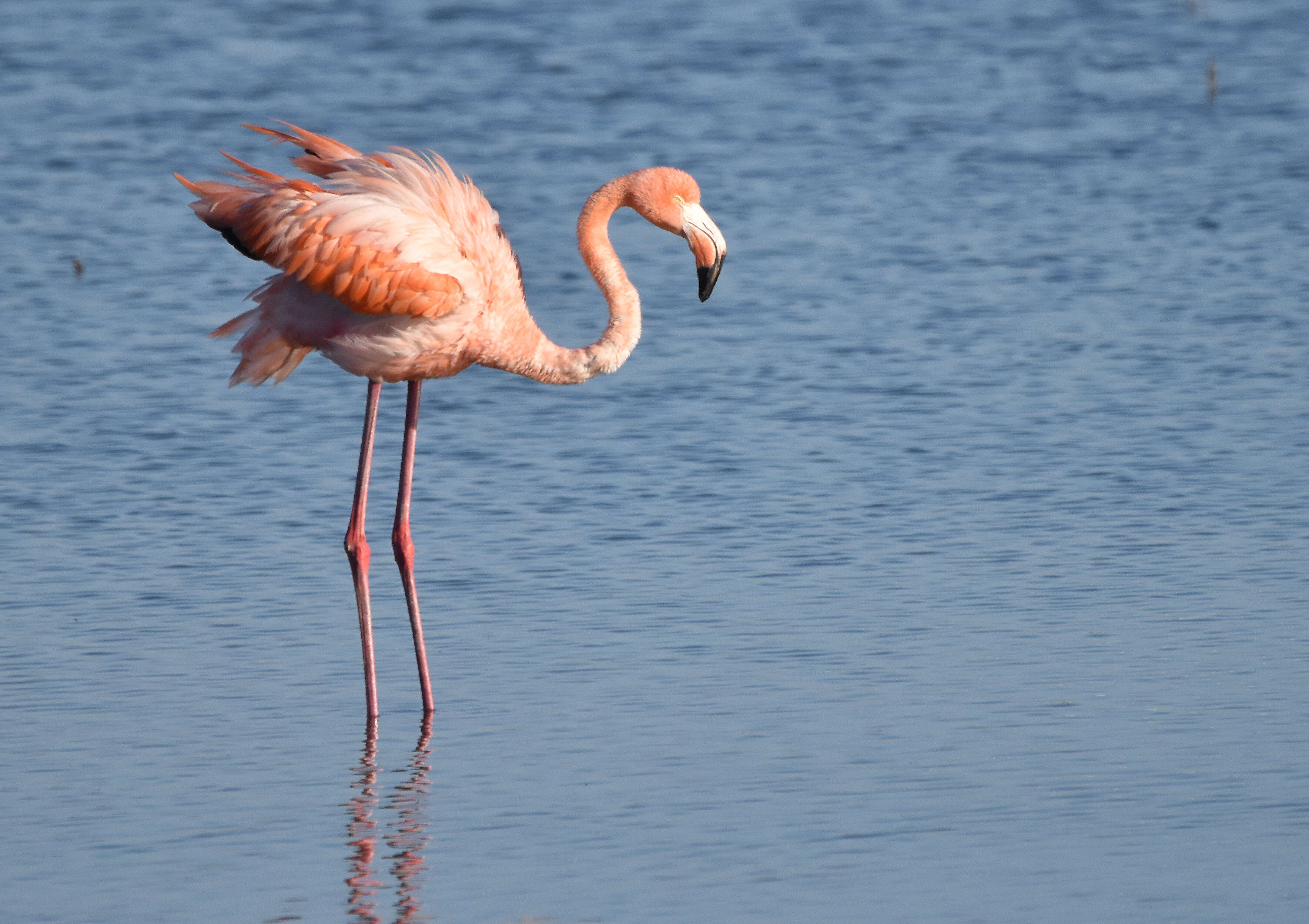 Слика од Phoenicopterus ruber Linnaeus 1758