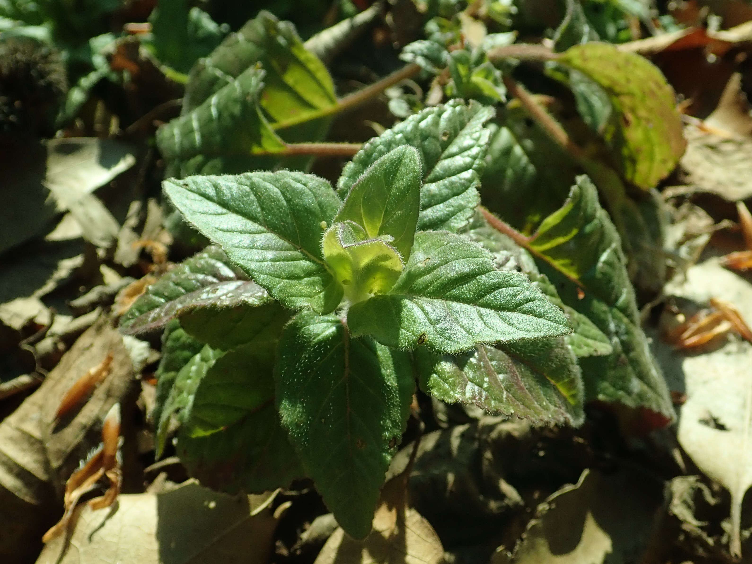 Image of downy pagoda-plant