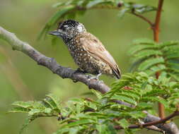Image of Spotted Piculet