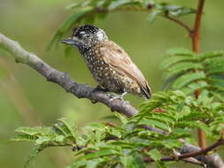 Слика од Picumnus pygmaeus (Lichtenstein & Mhk 1823)