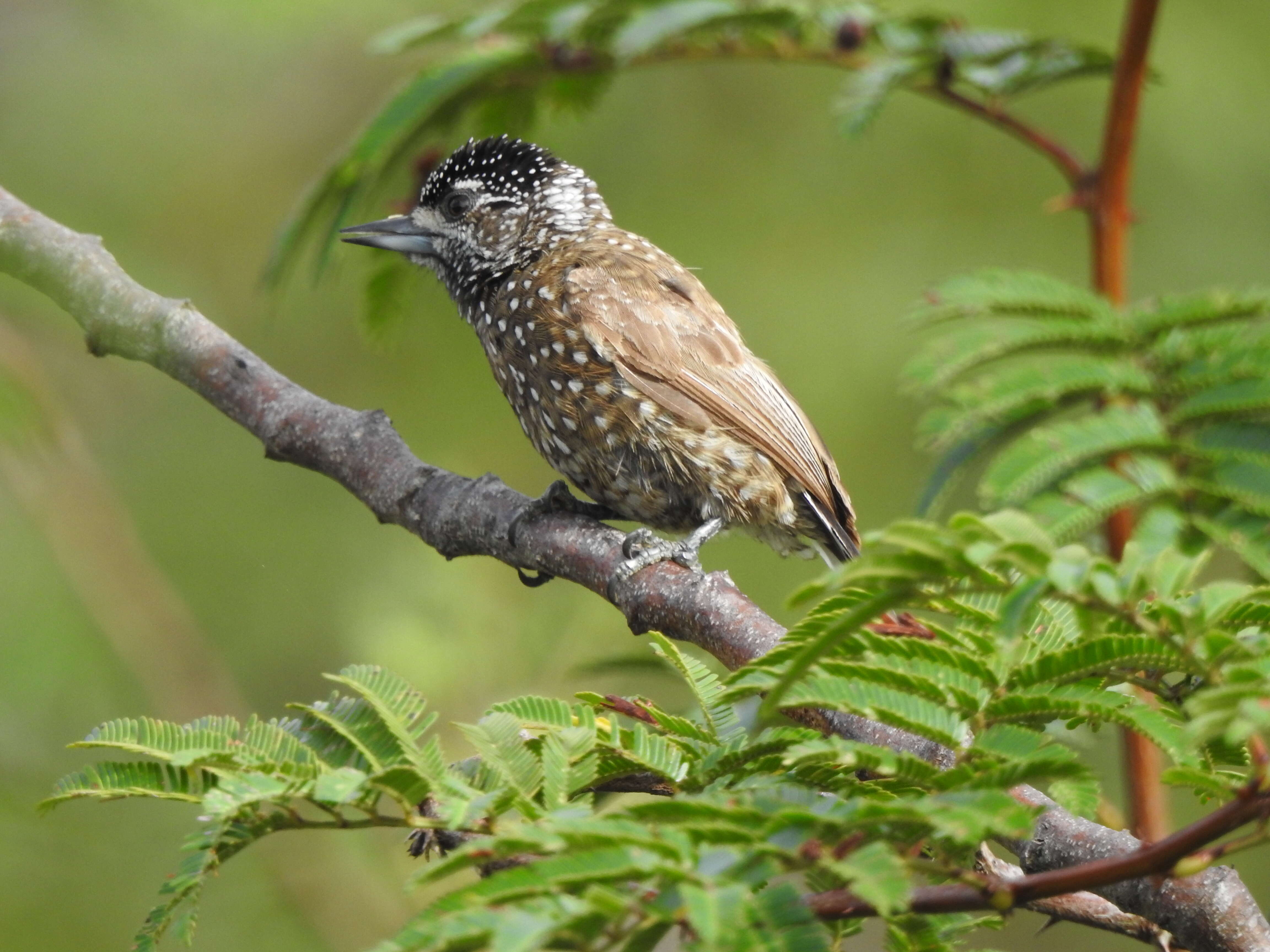 Image of Spotted Piculet