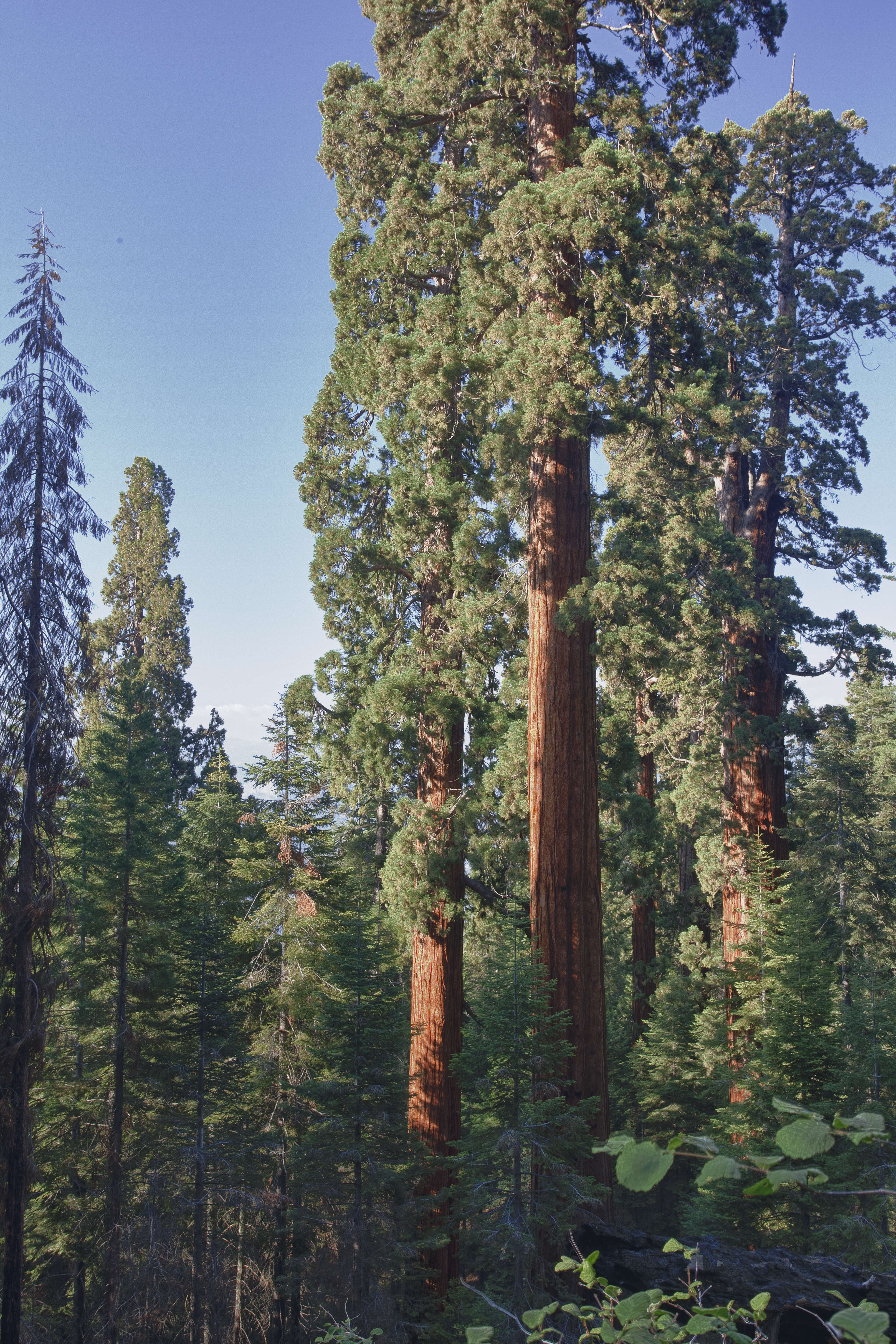 Image of giant sequoia