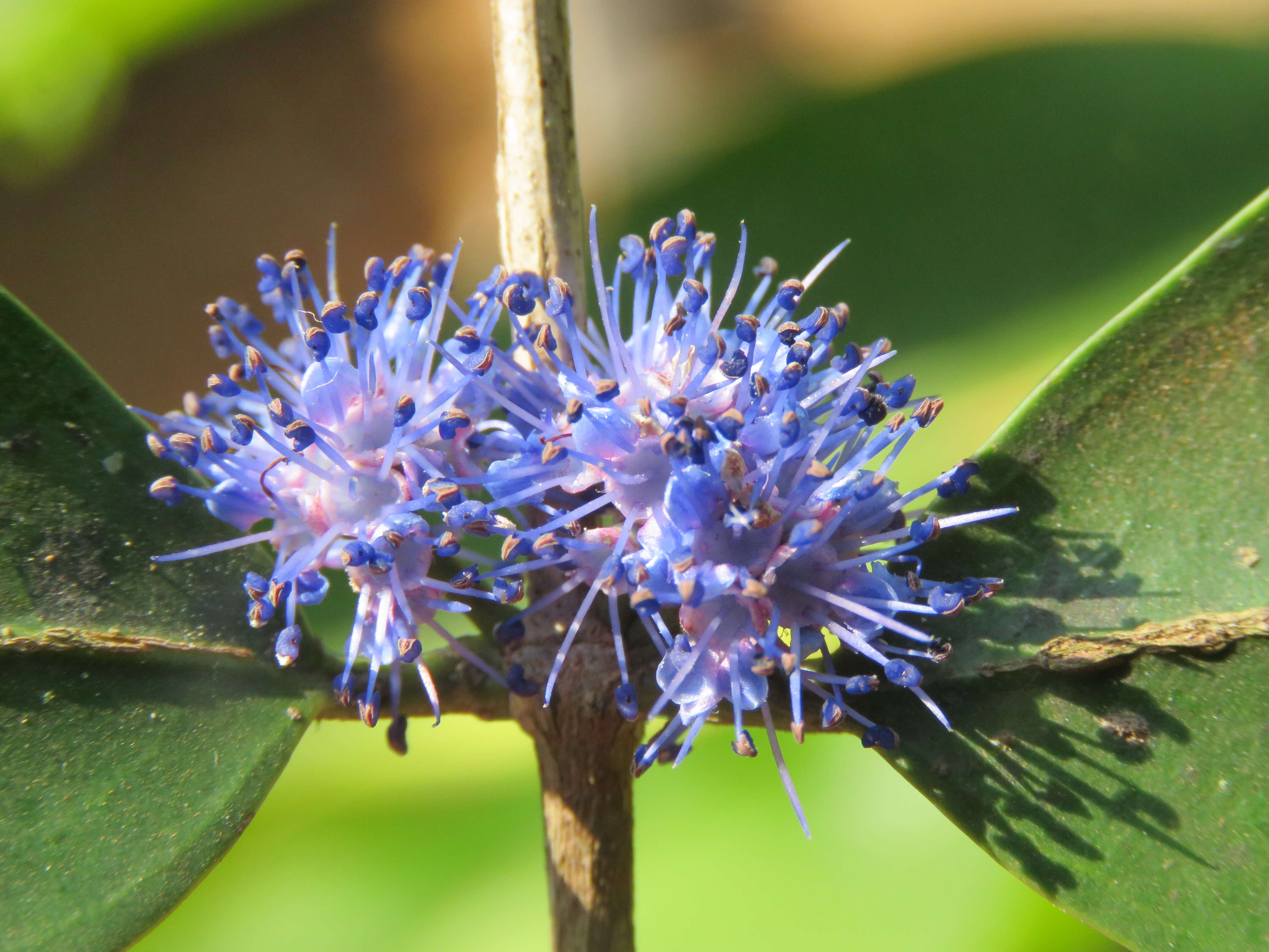 Слика од Memecylon umbellatum Burm. fil.