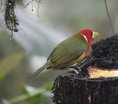 Image of Red-headed Barbet