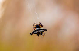 Image of Gasteracantha geminata (Fabricius 1798)