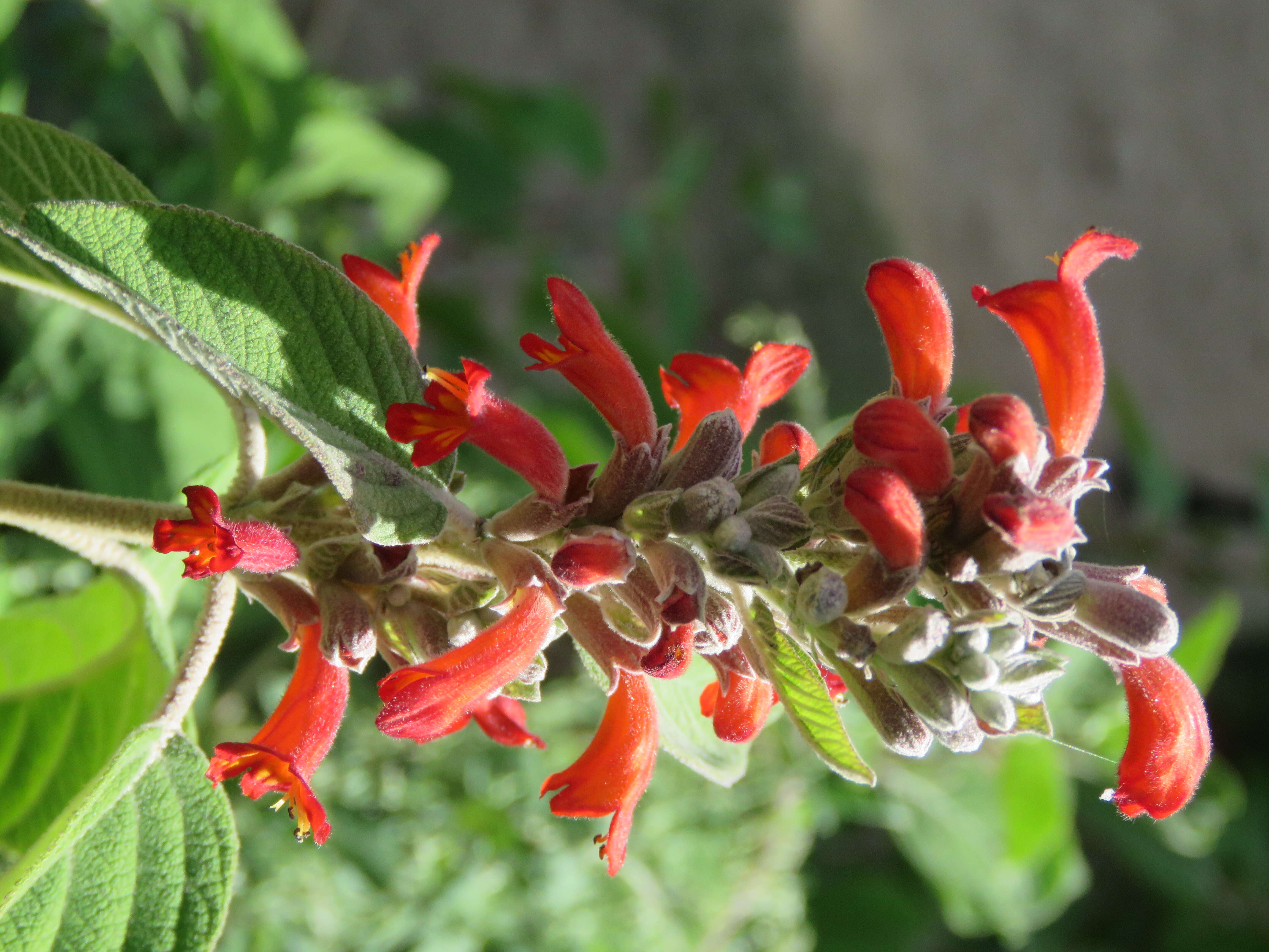 Image of Colquhounia coccinea Wall.