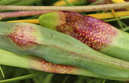 Image of sea aster