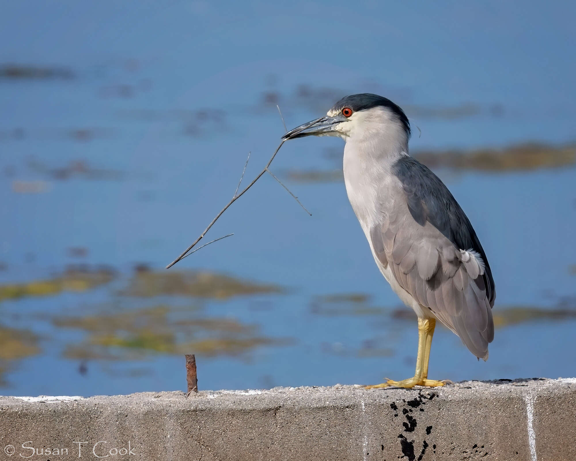 Image of Night Herons