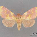 Image of Erythroecia hebardi Skinner 1917