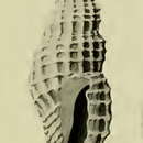 Image of Paramontana mayana (Hedley 1922)