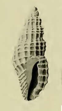 Image of Paramontana mayana (Hedley 1922)