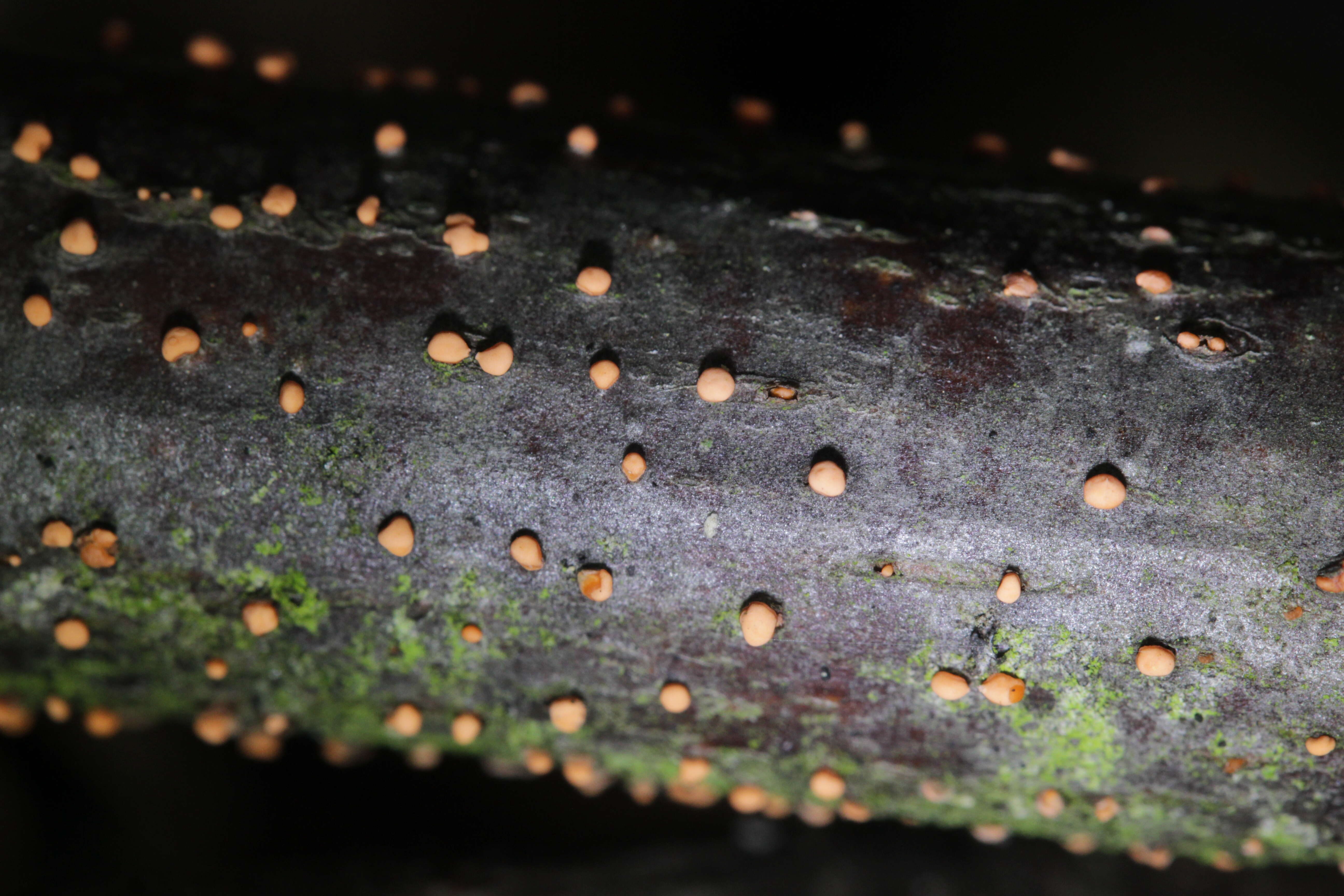 Image of Nectria cinnabarina (Tode) Fr. 1849