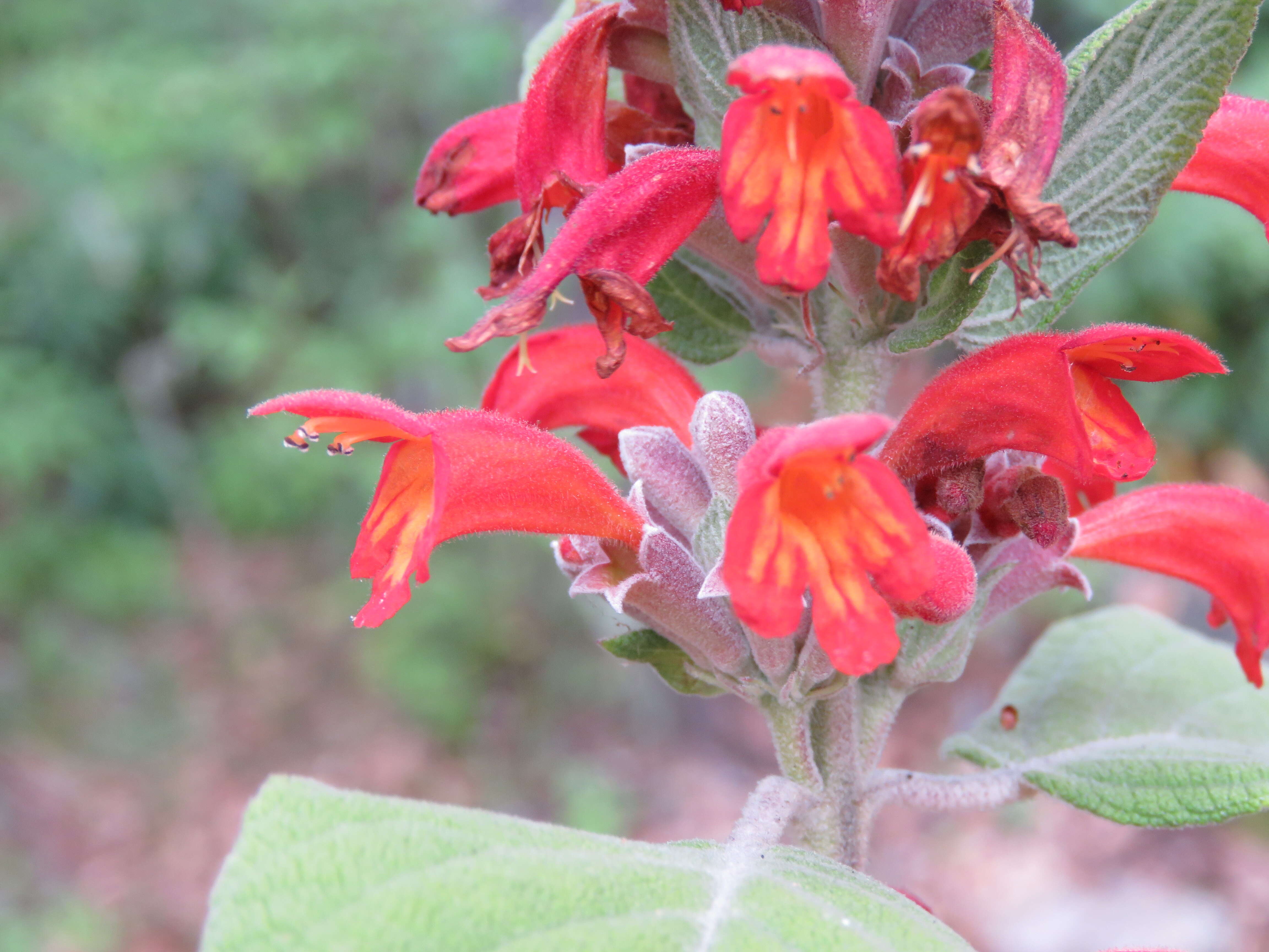 Image of Colquhounia coccinea Wall.