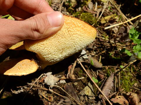 Image of dryad's saddle