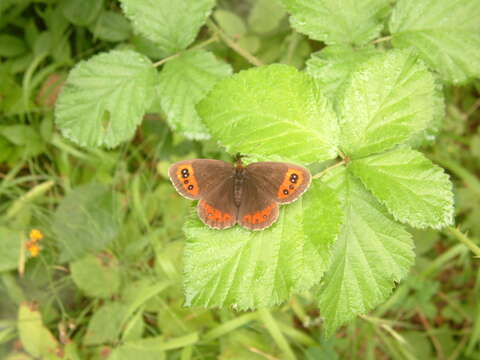 Image of scotch argus