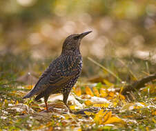 Image of Sturnus Linnaeus 1758