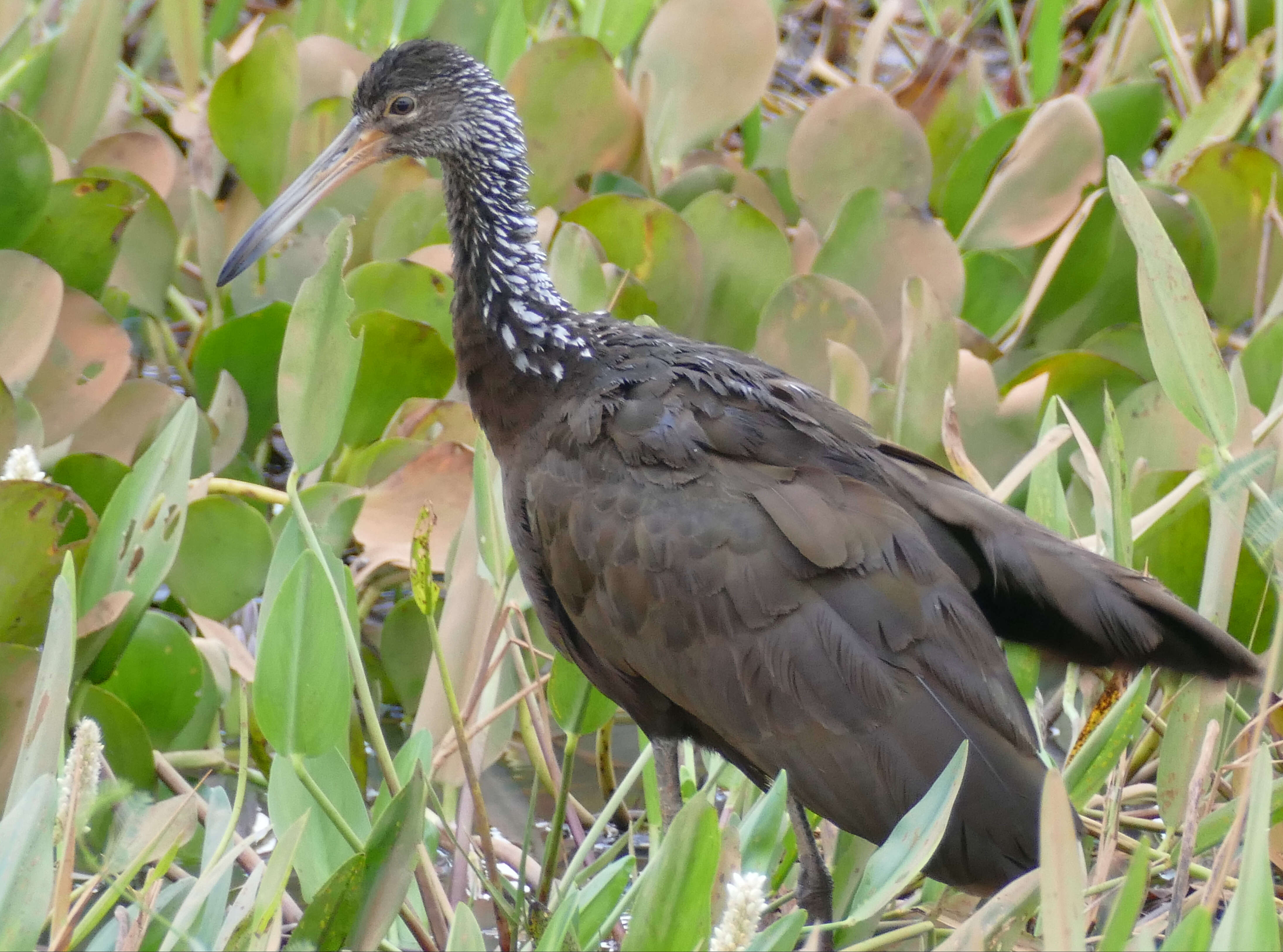 Image of limpkins