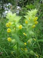 Image of European yellow rattle