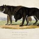 Image of Hudson Bay wolf