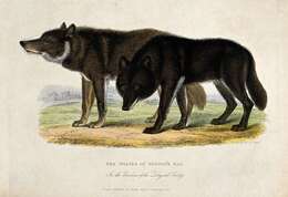 Image of Hudson Bay wolf