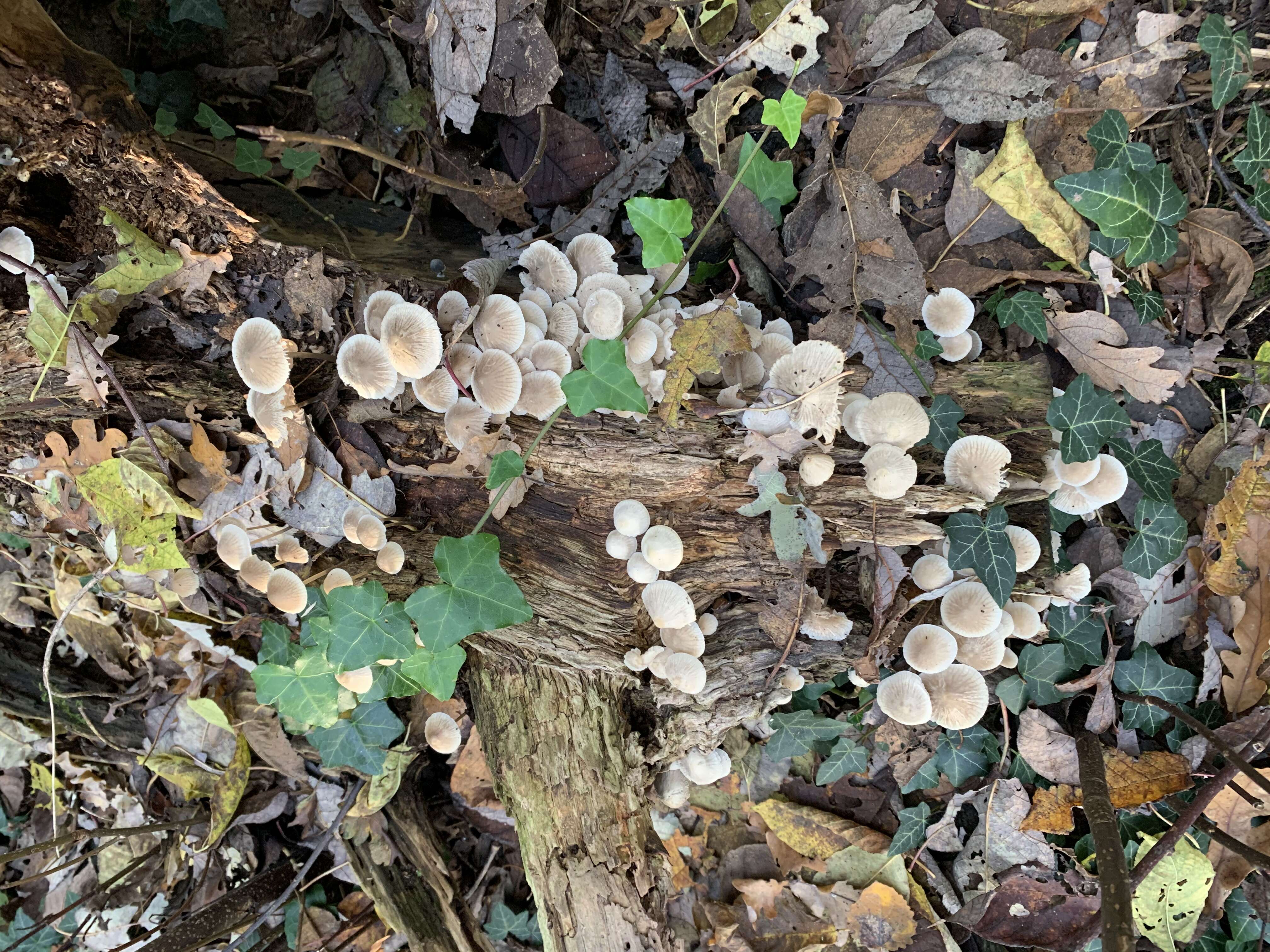 Mycena arcangeliana Bres. 1904 resmi