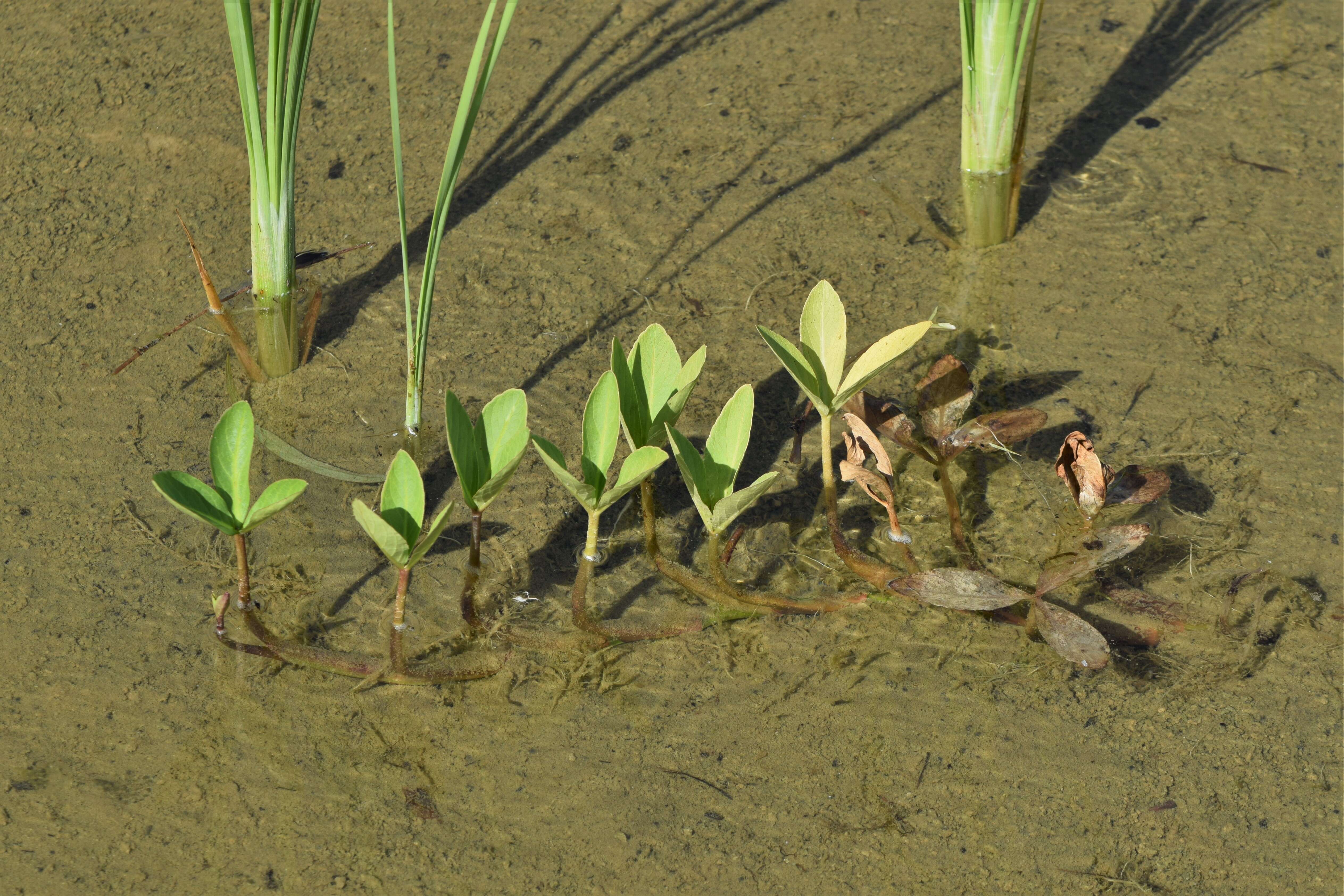 Image of bogbean