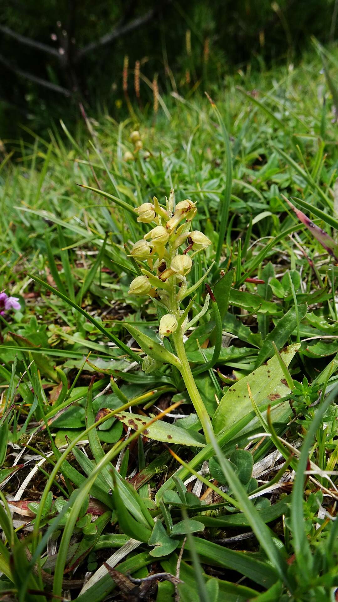 Image of Frog orchid