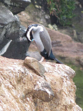 Image of Spotted Shag