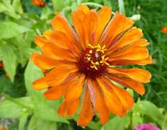 Image of ELEGANT ZINNIA