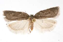 Image of Acleris bowmanana