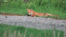 Imagem de Vulpes vulpes schrencki Kishida 1924