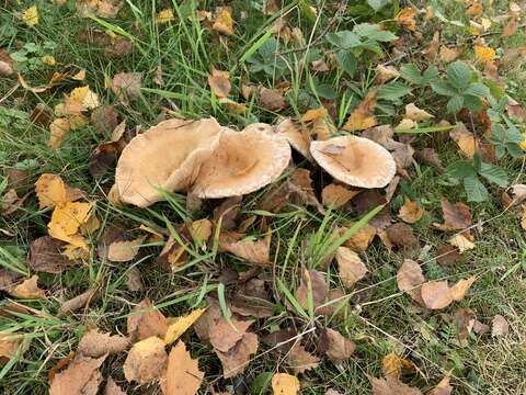 صورة Lactarius pubescens Fr. 1838