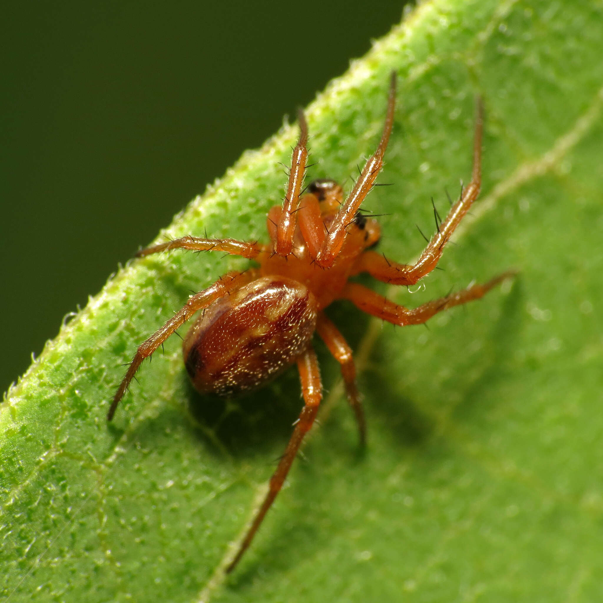 Image of Araneus pratensis (Emerton 1884)