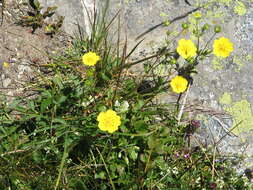 Image de Potentille à grandes fleurs