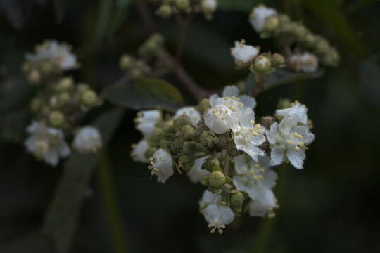 Kydia calycina Roxb. resmi