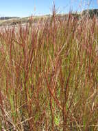 Image of limpograss