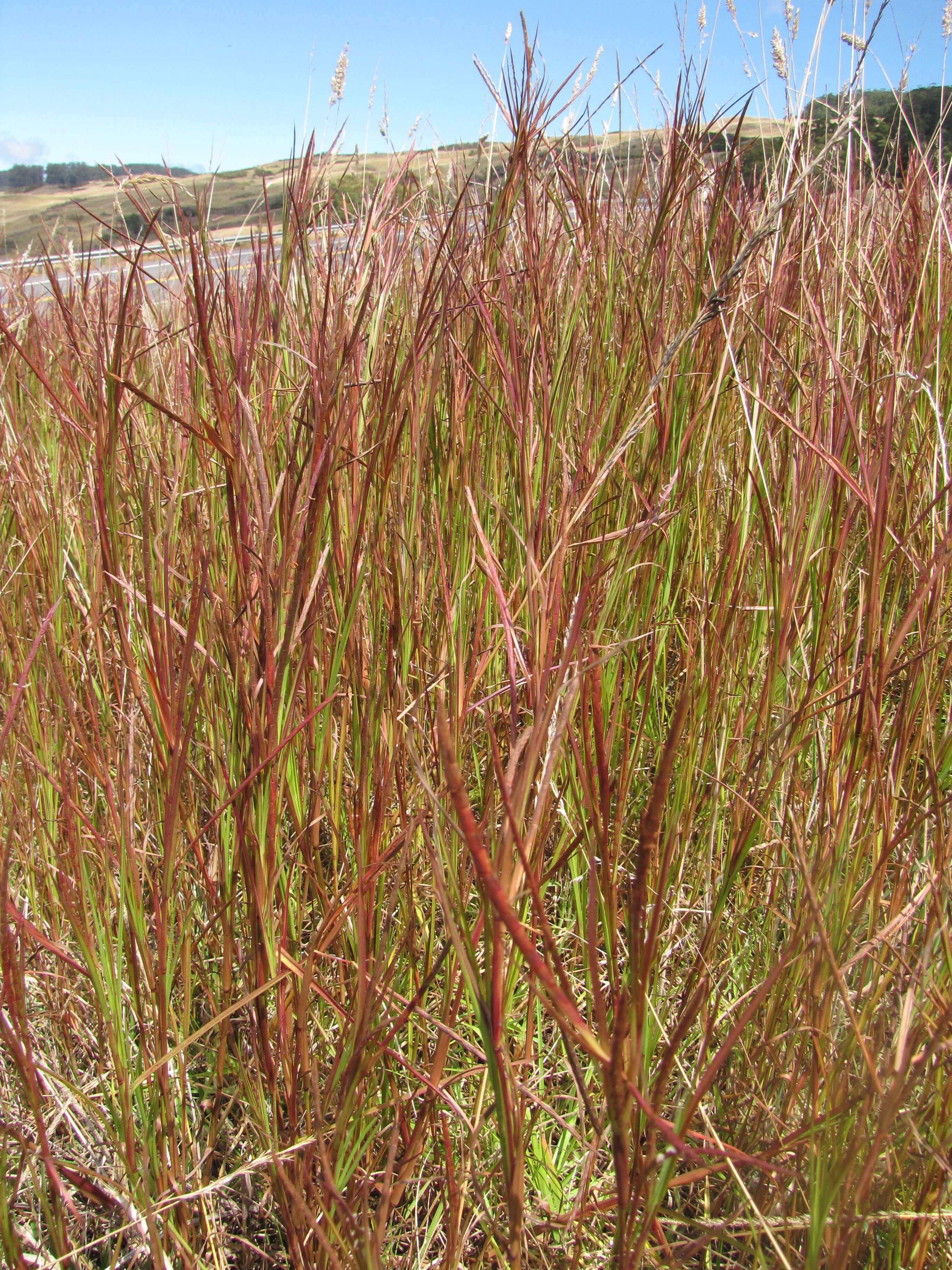 Image of limpograss