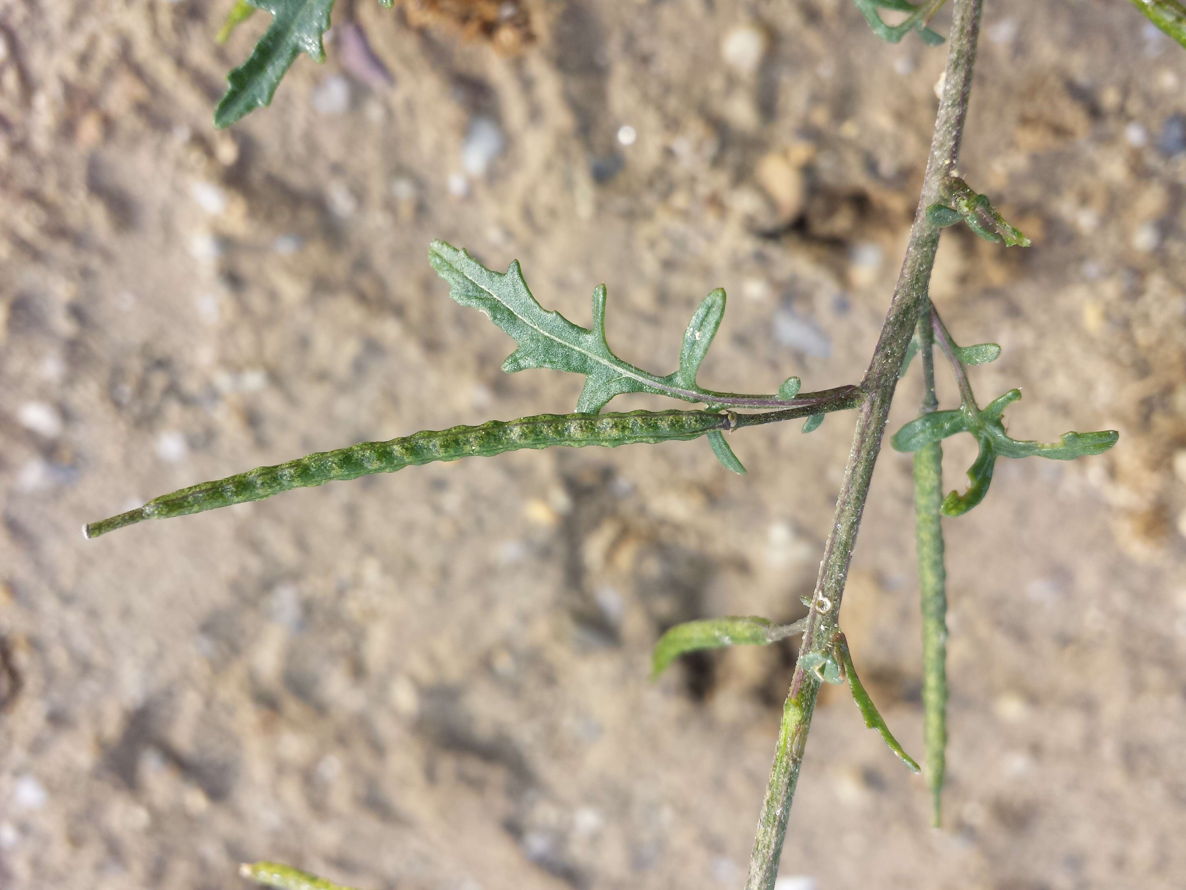 Image of common dogmustard