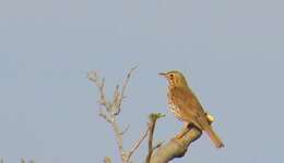 Image of Song Thrush