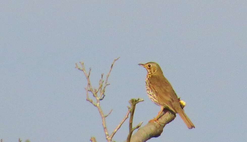 Image of Song Thrush