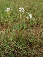 Image of Sneezeweed