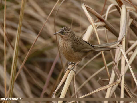 Image of Striated Babbler