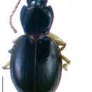 Image of Hakaharpalus