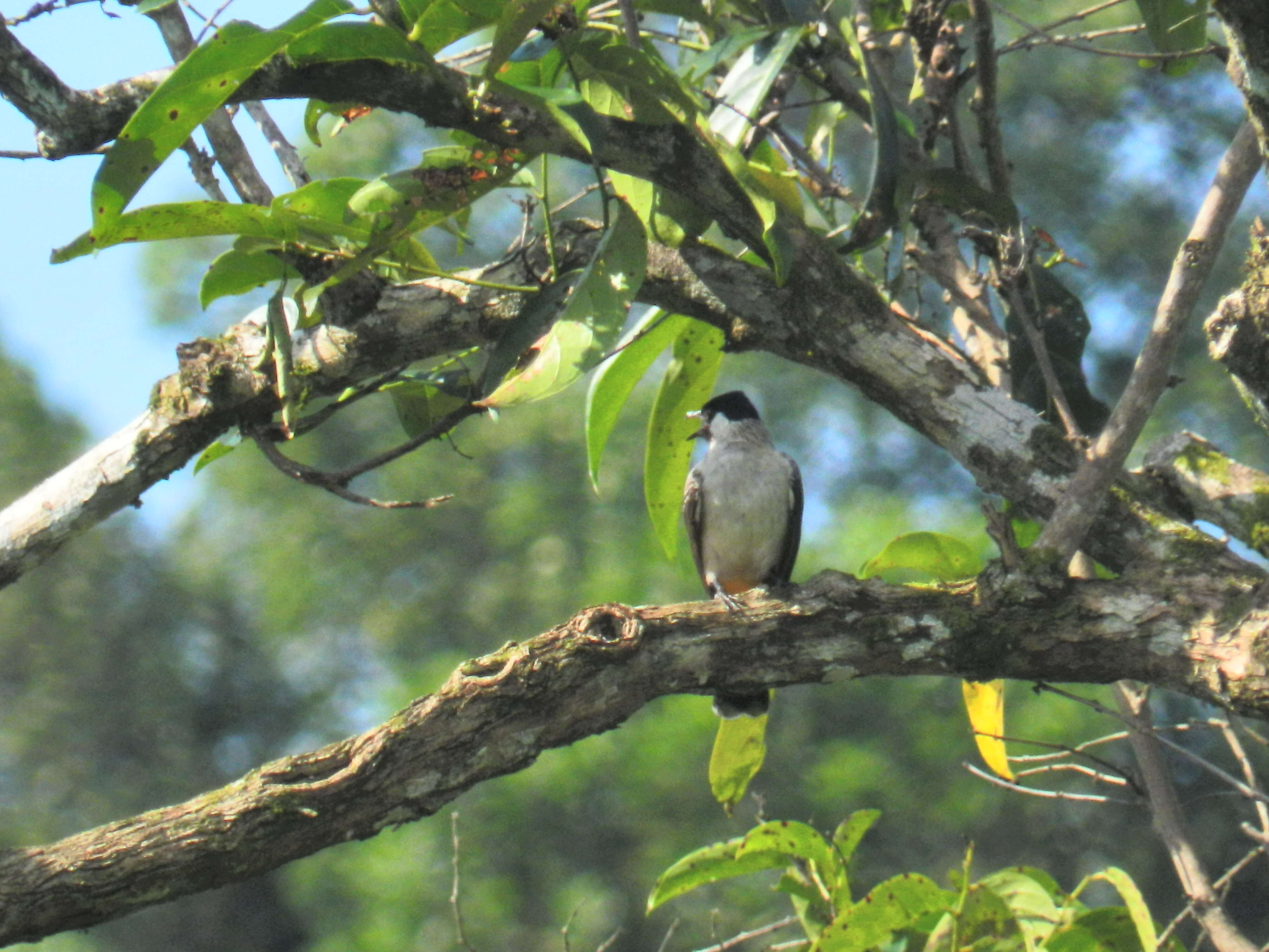 Image of Sooty-headed Bulbul