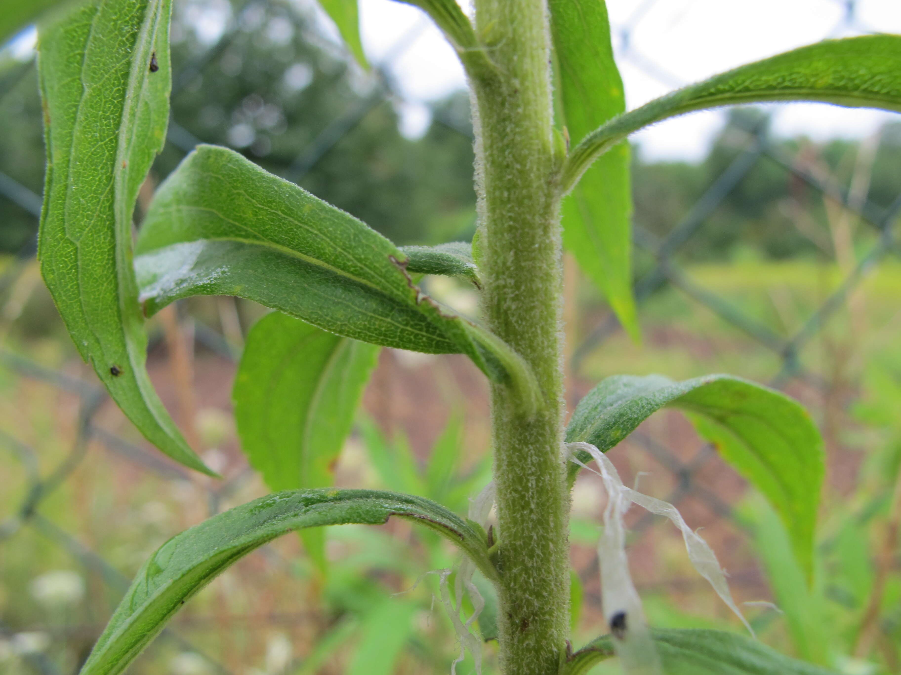 Solidago canadensis L. resmi